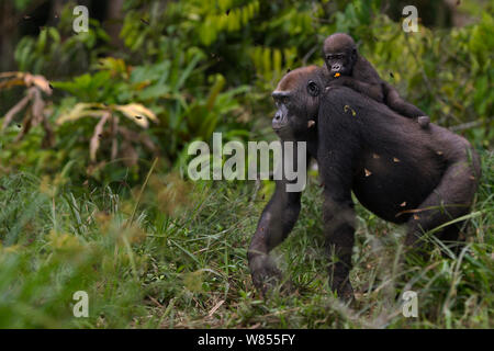 Western lowland gorilla (Gorilla gorilla gorilla) female 'Mopambi' carrying her infant 'Sopo' aged 18 months on her back walking through Bai Hokou, Dzanga Sangha Special Dense Forest Reserve, Central African Republic. December 2011. Stock Photo