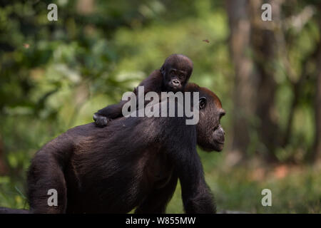 Western lowland gorilla (Gorilla gorilla gorilla) female 'Mopambi' carrying her infant 'Sopo' aged 18 months on her back walking through Bai Hokou, Dzanga Sangha Special Dense Forest Reserve, Central African Republic. December 2011. Stock Photo