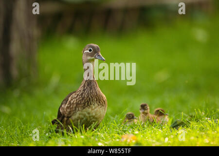 Mandarin duck (Aix galericulata) female with ducklings, Beijing Zoo, Beiijing China, June Stock Photo