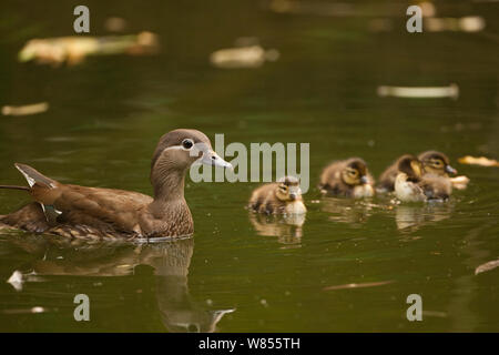 Mandarin duck (Aix galericulata) female with ducklings, Beijing Zoo, Beiijing China, June Stock Photo