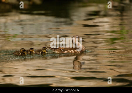 Mandarin duck (Aix galericulata) female with ducklings, Beijing Zoo, Beiijing China, June Stock Photo