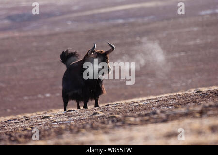 Wild yak (Bos mutus) with breath condensing in the cold air, Kekexili, Qinghai, Tibetan Plateau, China, December Stock Photo