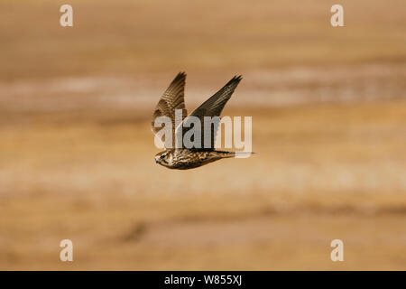 Saker falcon (Falco cherrug) in flight, Qinghai, Tibetan Plateau, China, December Stock Photo