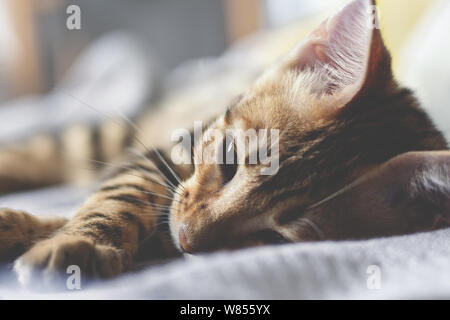 Young bengal cat is sleeping on the bed. Close-up photo. Selective focus. Stock Photo