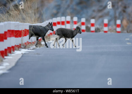 Mountain blue sheep / bharal / naur (Pseudois nayaur) crossing a road, Kekexili, Qinghai, Tibetan plateau, China, Decemebr Stock Photo