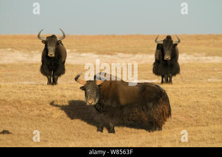 Wild yak (Bos mutus) group, Kekexili, Qinghai, Tibetan Plateau, China, December Stock Photo