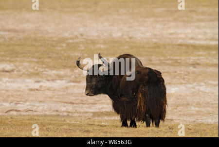 Wild yak (Bos mutus) Kekexili, Qinghai, Tibetan Plateau, China, December Stock Photo