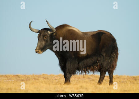 Wild yak (Bos mutus) Kekexili, Qinghai, Tibetan Plateau, China, December Stock Photo