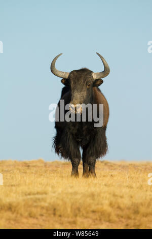 Wild yak (Bos mutus) Kekexili, Qinghai, Tibetan Plateau, China, December Stock Photo