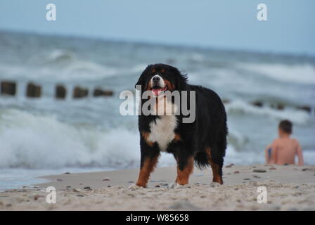 beautiful dog on the beach Stock Photo