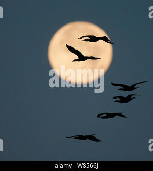 Common cormorants (Phalacrocorax carbo) in flight, silhouetted against moon, Falsterbo Sweden September Stock Photo