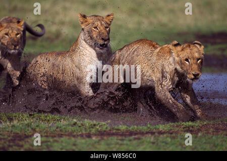 African Lion (Panthera leo) cubs aged between 18 and 24 months playing at a water hole, Masai Mara National Reserve, Kenya. March Stock Photo