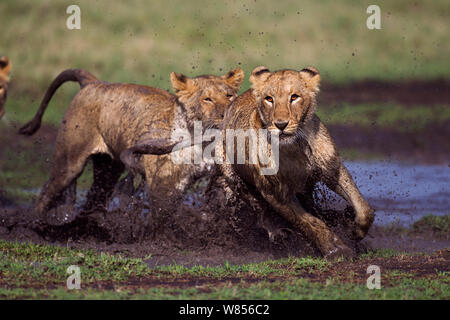 African Lion (Panthera leo) cubs aged between 18 and 24 months playing at a water hole, Masai Mara National Reserve, Kenya. March Stock Photo