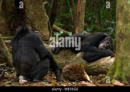 Western chimpanzee (Pan troglodytes verus)   female 'Pama' aged 43 years feeding on palm oil fruits while her son 'Peley' aged 12 years rests behind on a fallen tree, Bossou Forest, Mont Nimba, Guinea. December 2010. Stock Photo
