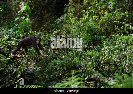 Western chimpanzee (Pan troglodytes verus)   juvenile female 'Joya' aged 6 years in the trees, Bossou Forest, Mont Nimba, Guinea. December 2010. Stock Photo