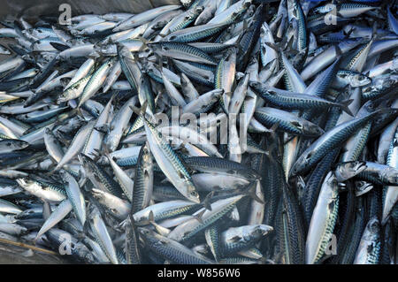 Catch of Atlantic mackerel (Scomber scombrus) in fish separator on board Shetland pelagic trawler 'Charisma', Shetland Isles, Scotland, UK, October 2012. Stock Photo