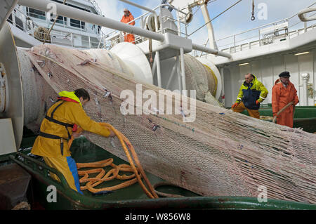 Crew hauling in net with catch of Atlantic mackerel (Scomber scombrus) on board the Shetland pelagic trawler 'Charisma', Shetland Isles, Scotland, UK, October 2012. Model released. Stock Photo