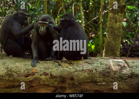 Celebes / Black crested macaque (Macaca nigra) group grooming on a fallen tree, Tangkoko National Park, Sulawesi, Indonesia. Stock Photo