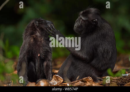 Celebes / Black crested macaque (Macaca nigra)  female being groomed by a male, Tangkoko National Park, Sulawesi, Indonesia. Stock Photo