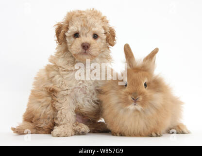 Toy Labradoodle puppy and Lionhead-cross rabbit. Stock Photo
