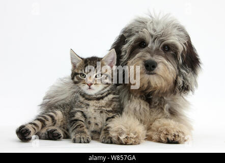 Tabby kitten, Fosset, 8 weeks old, with fluffy black-and-grey Daxie-doodle pup, Pebbles. Stock Photo