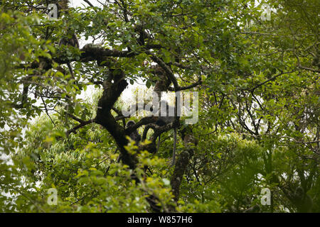 Phayre's leaf monkey (Trachypithecus phayrei), wild animal in tree, Endangered species, Gaoligong Mountains of Yunnan Province, China. Stock Photo