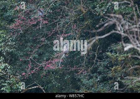 Phayre's leaf monkey (Trachypithecus phayrei), wild animal in tree, Endangered species, Gaoligong Mountains of Yunnan Province, China. Stock Photo