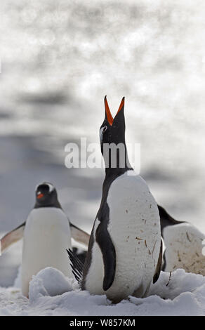 Gentoo Penguin (Pygoscelis papua) displaying, Half Moon Island, Antarctica, November Stock Photo