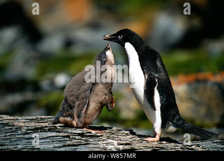 Adelie Penguin (Pygoscelis adeliae) chick begging for food from parent, Antarctic Peninsula, January Stock Photo