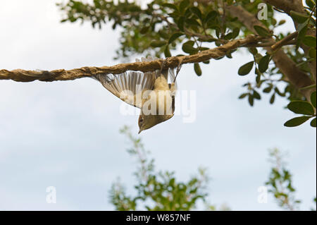 Blackcap (Sylvia atricapilla) illegally trapped on limestick for use as ambelopulia, a traditional dish of songbirds, Cyprus, September 2011 Stock Photo