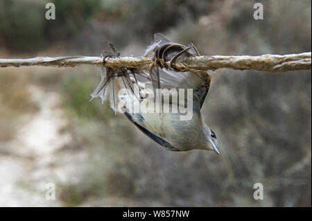 Blackcap (Sylvia atricapilla) illegally trapped on limestick for use as ambelopulia, a traditional dish of songbirds Cyprus, September 2011 Stock Photo