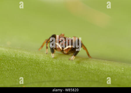 Jumping spider (Euophrys frontalis) male, England, UK, May Stock Photo