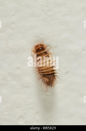 Carpet beetle larva / Wooly bear (Anthrenus verbasci) climbing up wall to pupate, England, UK, September Stock Photo