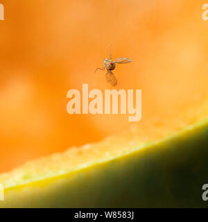 Fruit fly (Drosophila melanogaster) just taken off from melon, controlled conditions. Stock Photo
