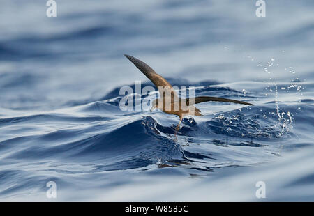 Bulwer's Petrel (Bulweria bulwerii) in flight over the Atlantic ocean, Madeira, Portugal, August Stock Photo