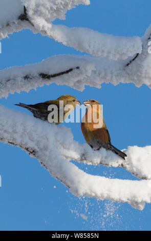 Common Crossbill (Loxia curvirostra) male and female on snow covered branch, Kuusamo, Finland, February Stock Photo