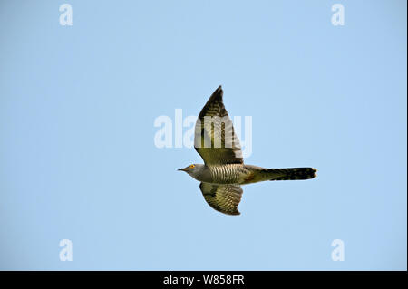 Common Cuckoo (Cuculus canorus) male in flight, Norfolk Stock Photo