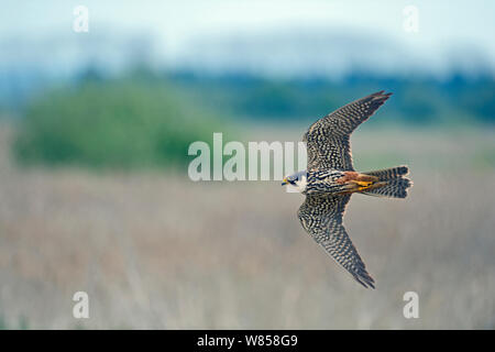 Hobby (Falco subbuteo) hunting over reedbed at Lakenheath Fen RSPB Reserve, Norfolk / Suffolk border, May Stock Photo