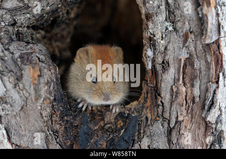 Northern Red-backed Vole (Cletrionomus rufocanos / Myodes rutilus) looking from hole in tree. Kronotsky Zapovednik Nature Reserve, Kamchatka Peninsula, Russian Far East, September. Stock Photo