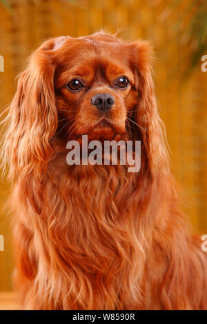 Cavalier King Charles Spaniel, male, ruby Stock Photo - Alamy
