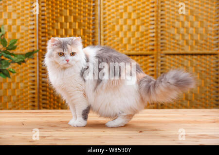 British Longhair Cat with blue-cream-white coat . Stock Photo