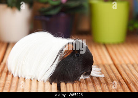 Sheltie Guinea Pig with tortoiseshell-and-white coat Stock Photo