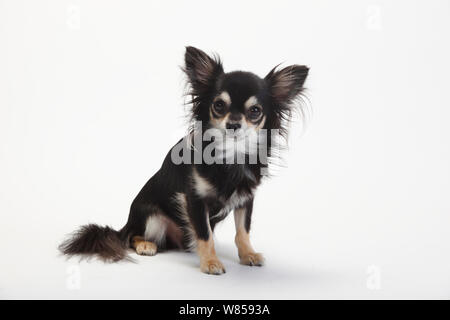 Chihuahua longhaired with black-cream-white coat, sitting Stock Photo