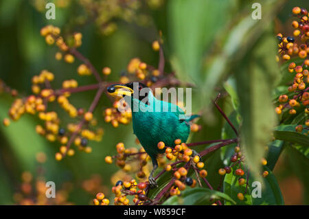 (Green Honeycreeper (Chlorophanes spiza) male feeding on berries, La Selva, Costa Rica Stock Photo