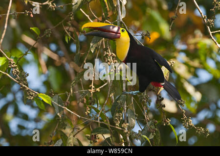 Chestnut-mandibled Toucan (Ramphastos swainsonii) La Selva, Costa Rica Stock Photo