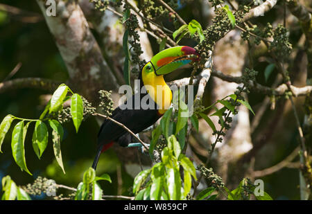 Keel-billed Toucan (Ramphastos sulfuratus) La Selva, Costa Rica Stock Photo