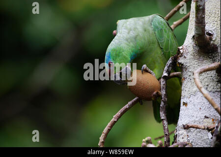 Festive Parrot (Amazona festiva) feeding, Iquitos, Amazon, Peru Stock Photo