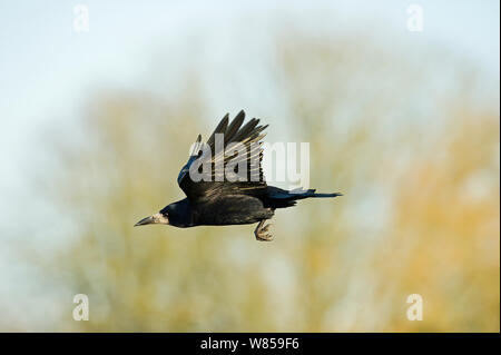 Rook (Corvus frugilegus) in flight, Norfolk, February Stock Photo