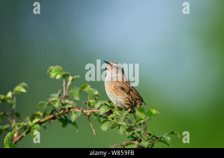 Dunnock (Prunella modularis) in song Norfolk, April Stock Photo