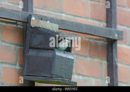 Spotted Flycatcher (Muscicapa striata) at nest box on side of house, Norfolk, June Stock Photo